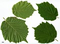SpeciesSub: var. pontica